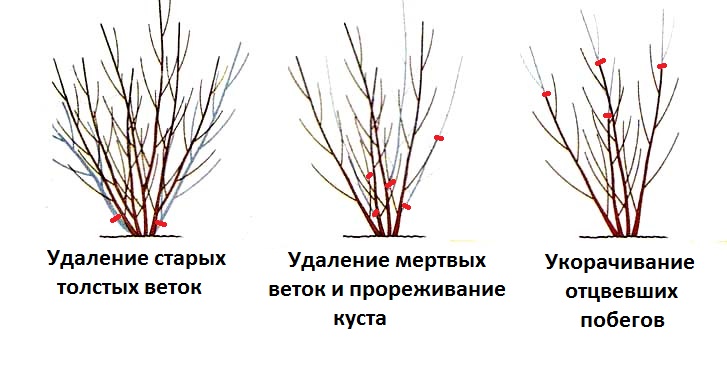 Схема обрезки чубушника Схема обрезки чубушника